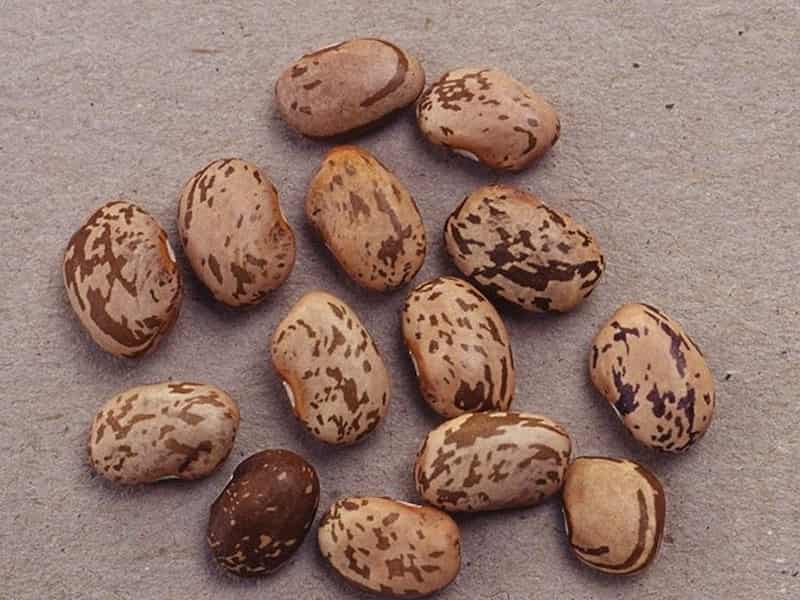 خرید و قیمت لوبیا چیتی در ایران + فروش عمده